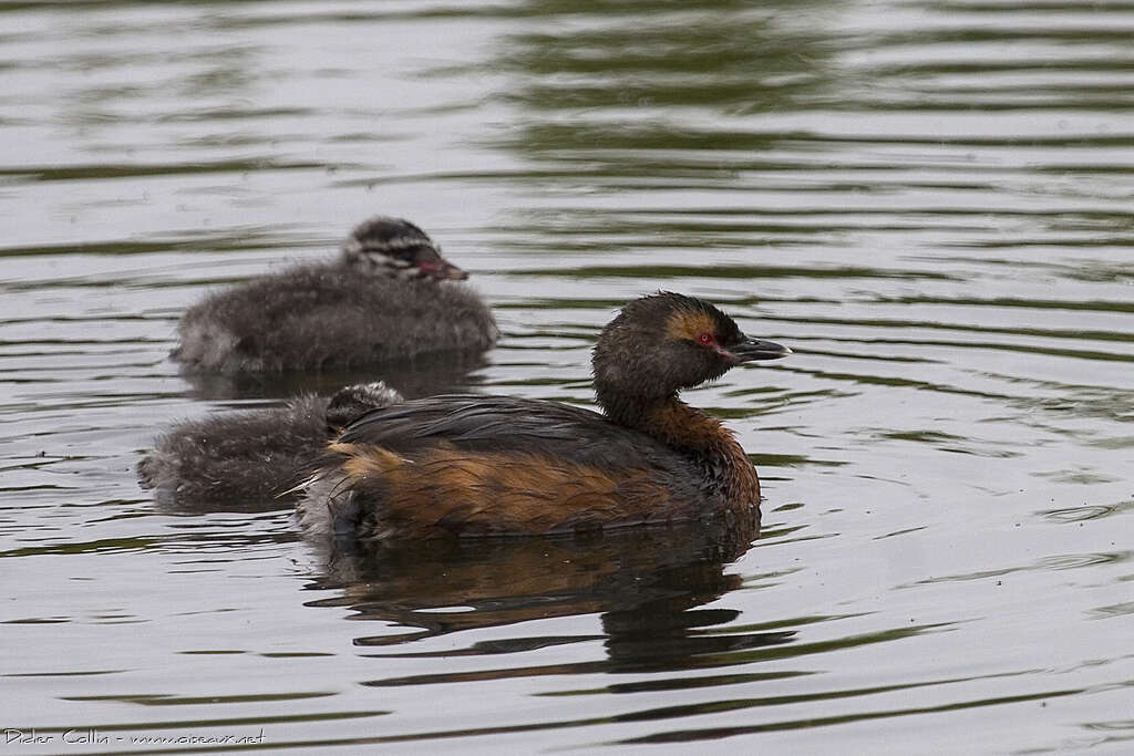 Horned Grebe, Reproduction-nesting