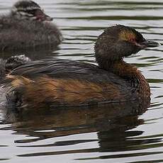 Horned Grebe