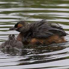 Horned Grebe