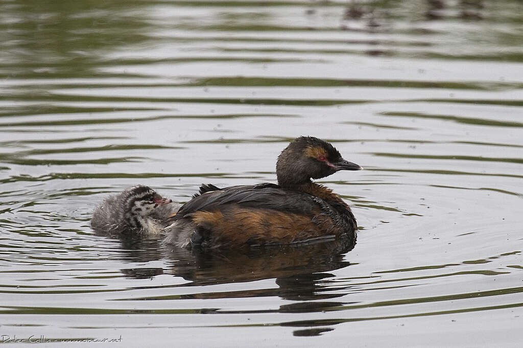 Horned Grebe, pigmentation, Reproduction-nesting