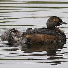 Horned Grebe