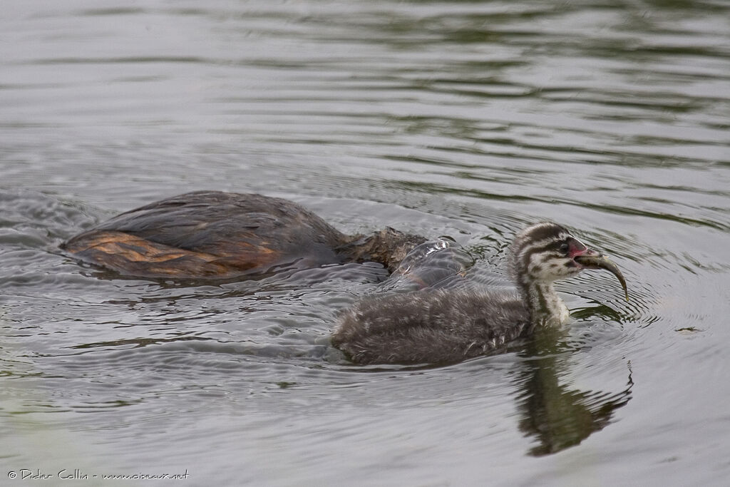 Horned Grebe