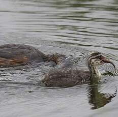 Horned Grebe