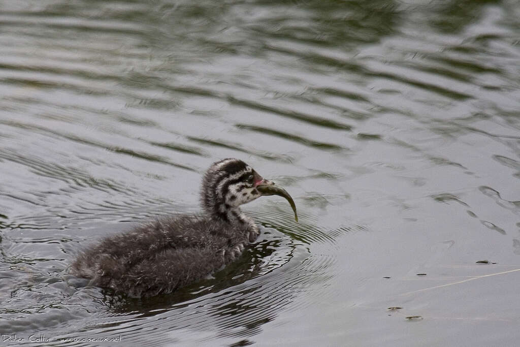 Horned GrebePoussin, identification, feeding habits, eats