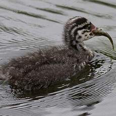 Horned Grebe