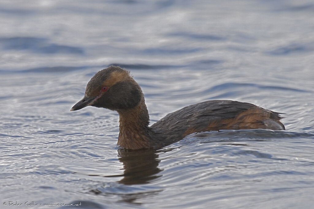 Horned Grebe