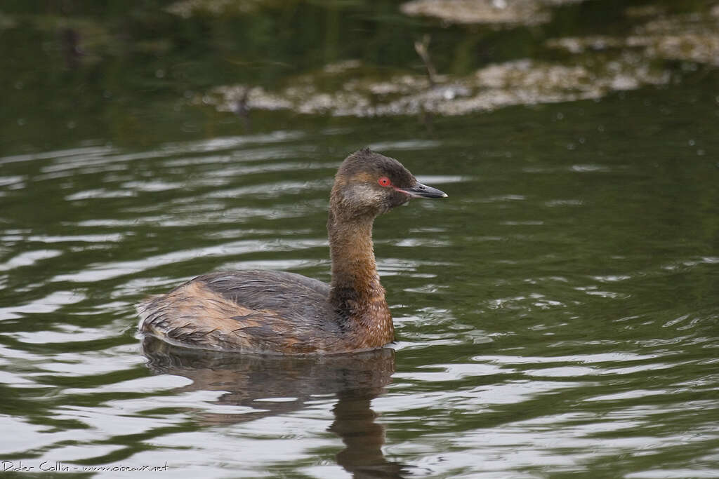 Horned Grebeadult transition, identification