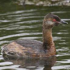 Horned Grebe