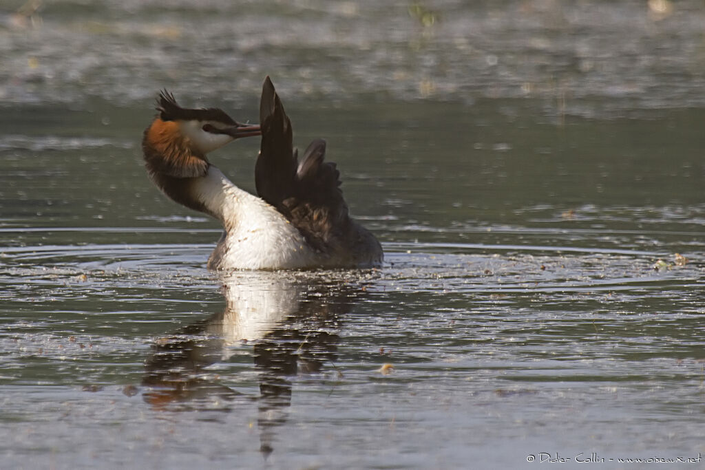 Great Crested Grebe, Behaviour