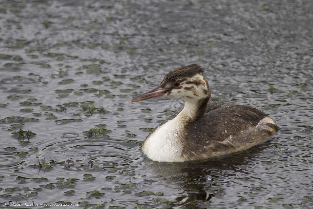 Great Crested Grebejuvenile