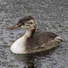 Great Crested Grebe