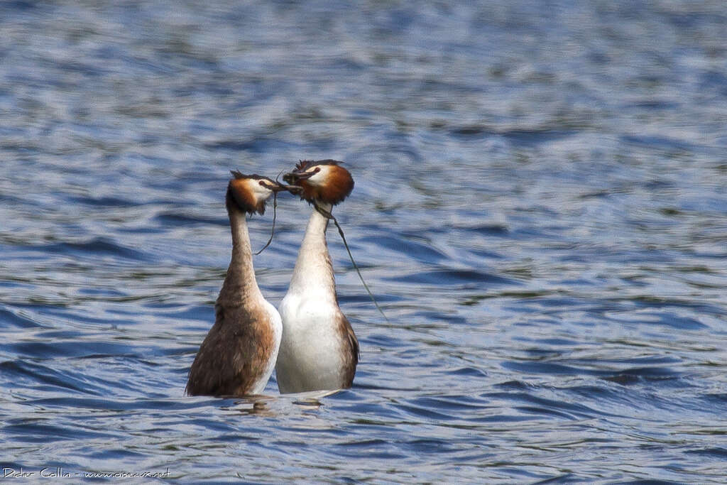 Great Crested Grebeadult breeding, courting display