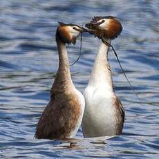 Great Crested Grebe