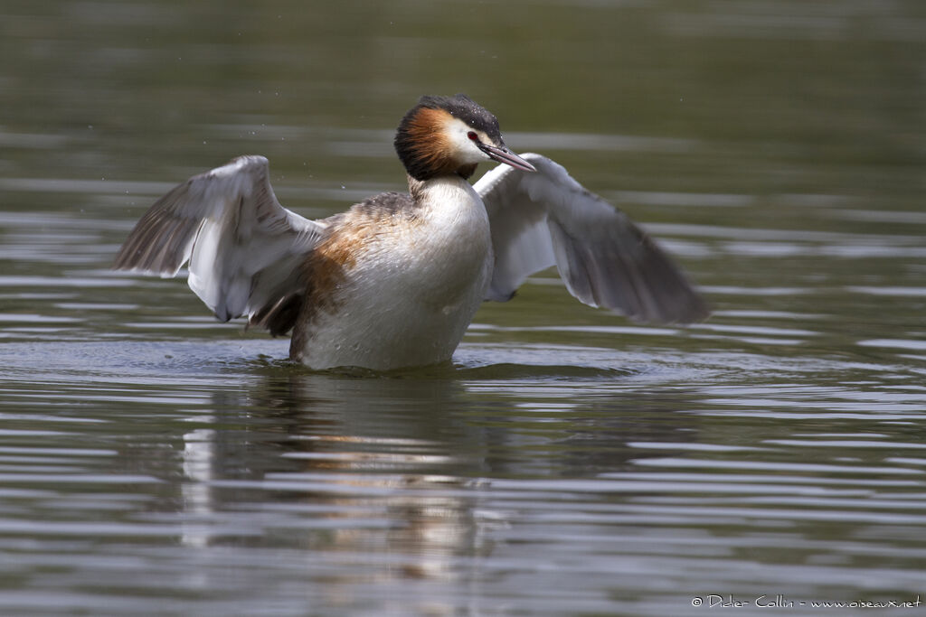 Great Crested Grebeadult