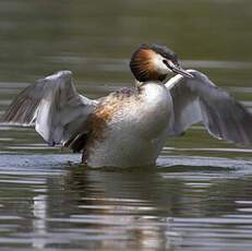 Great Crested Grebe