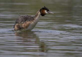 Great Crested Grebe