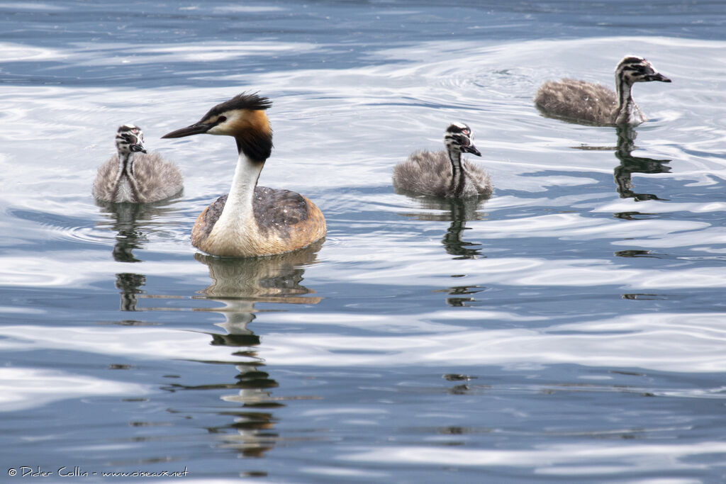 Great Crested Grebe