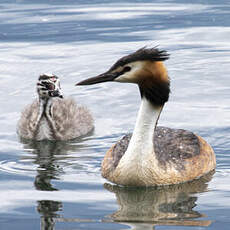 Great Crested Grebe