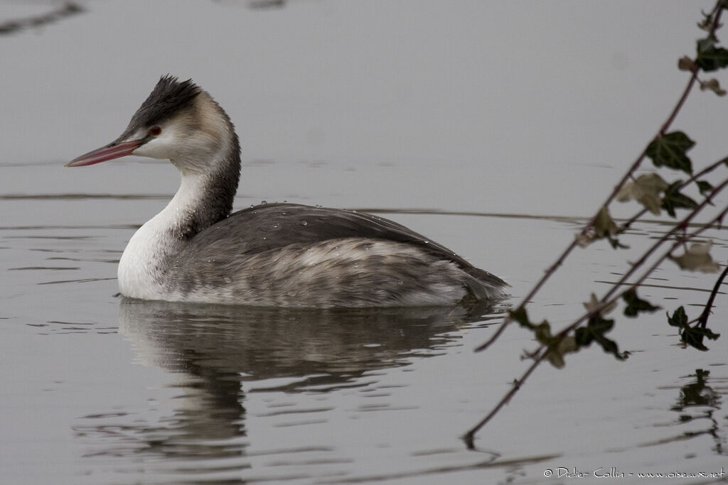 Great Crested Grebe, identification