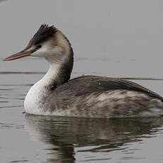 Great Crested Grebe