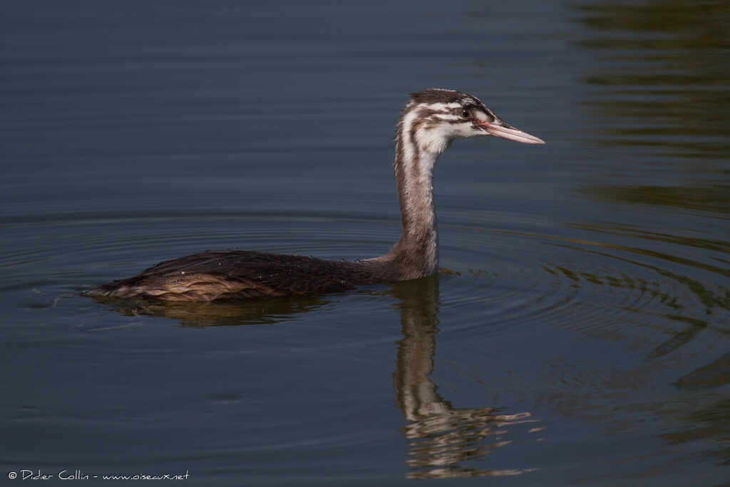 Grèbe huppéjuvénile, identification