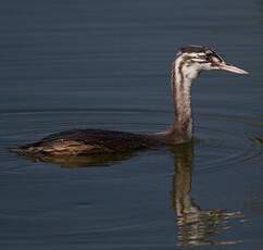 Great Crested Grebe