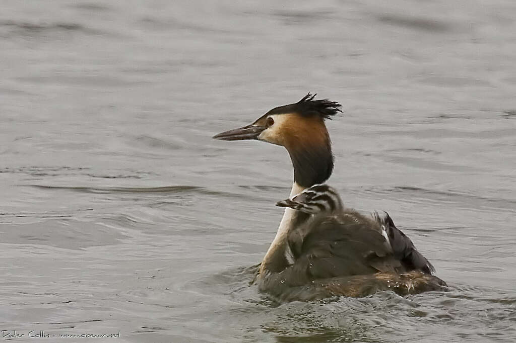 Great Crested Grebe, Behaviour