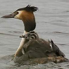 Great Crested Grebe