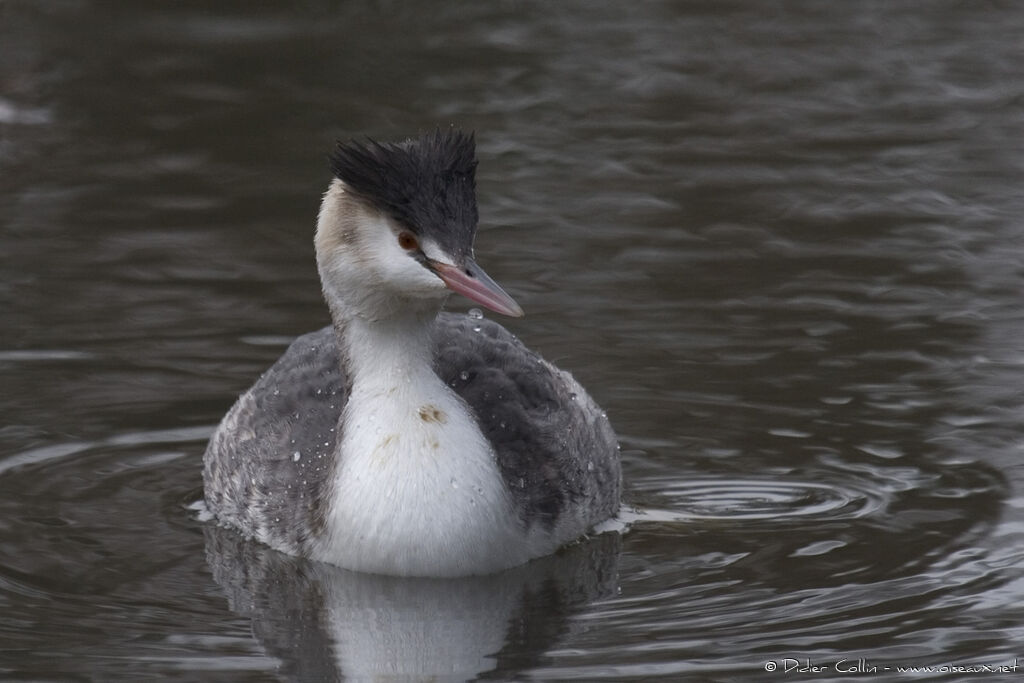 Great Crested Grebe