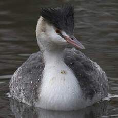 Great Crested Grebe