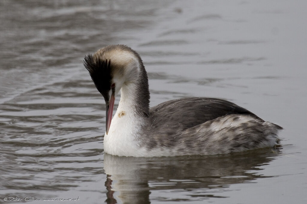 Great Crested Grebe