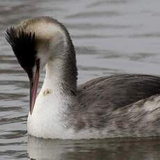 Great Crested Grebe