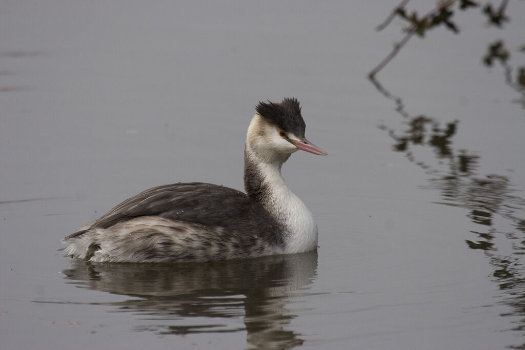 Great Crested Grebe, identification