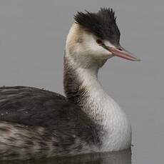 Great Crested Grebe