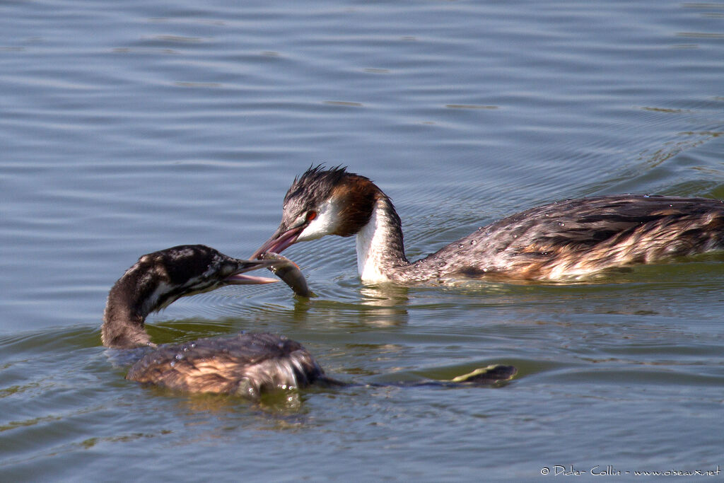 Great Crested Grebe, feeding habits