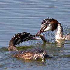 Great Crested Grebe