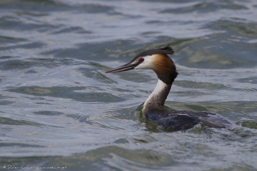 Great Crested Grebe