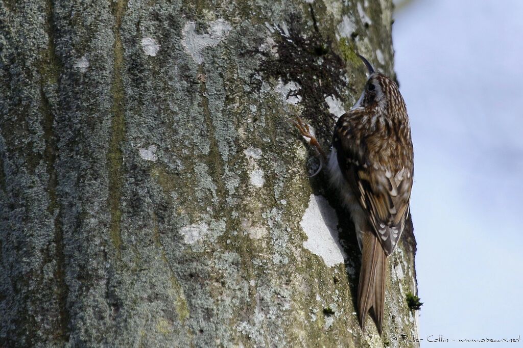 Grimpereau des bois mâle adulte, identification