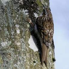 Eurasian Treecreeper