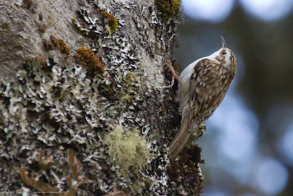 Eurasian Treecreeperadult, habitat, pigmentation