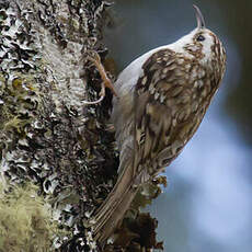 Eurasian Treecreeper