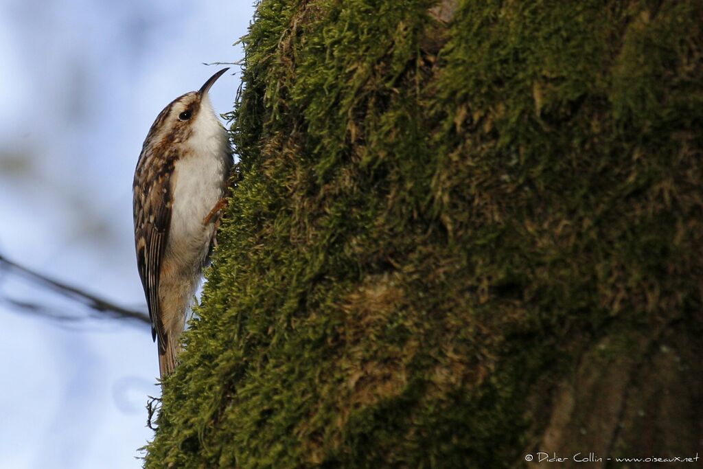 Eurasian Treecreeperadult