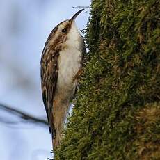 Eurasian Treecreeper