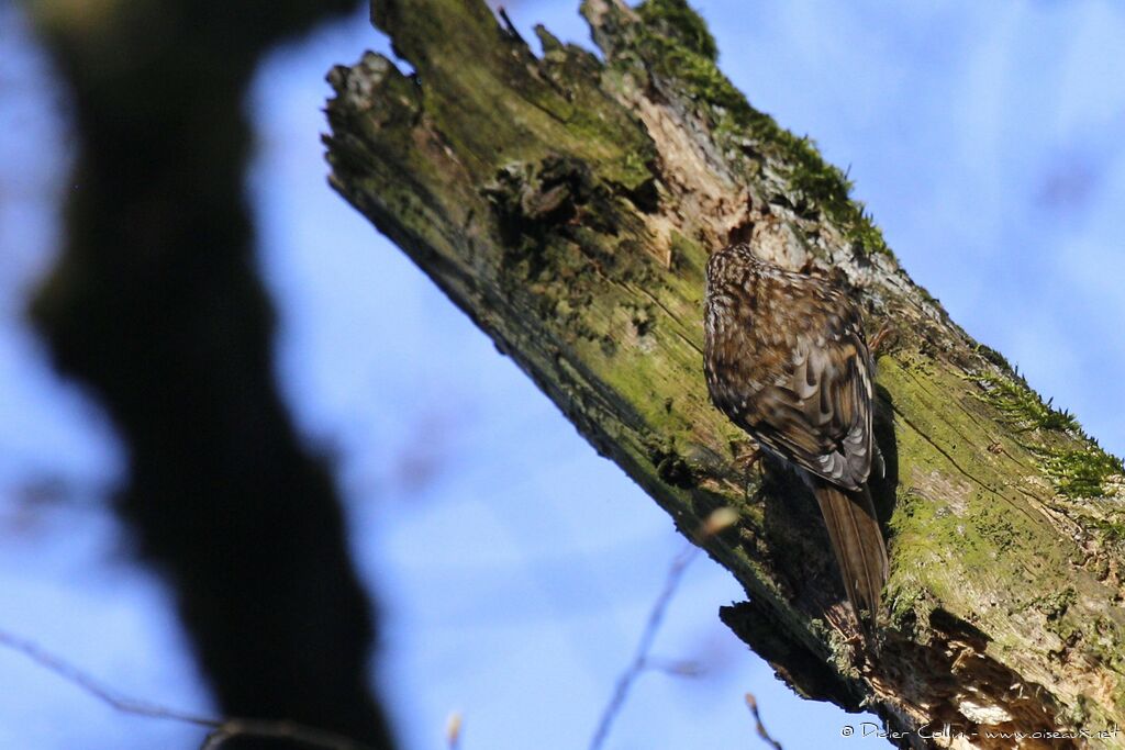 Eurasian Treecreeper male adult, identification