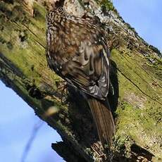 Eurasian Treecreeper