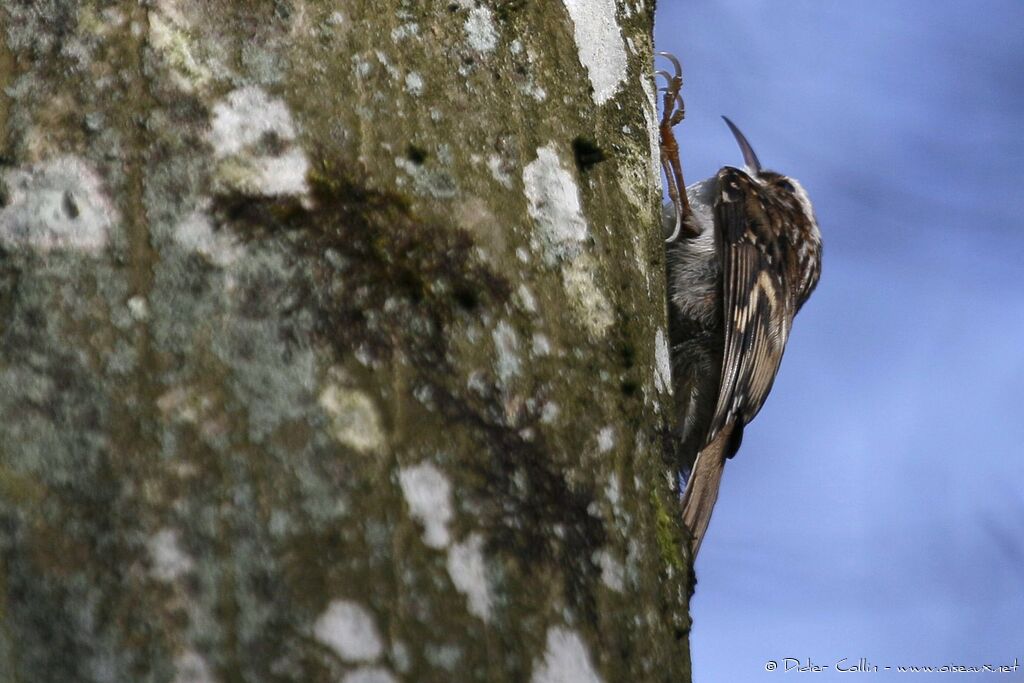 Eurasian Treecreeperadult