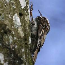 Eurasian Treecreeper