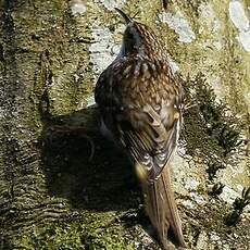 Eurasian Treecreeper