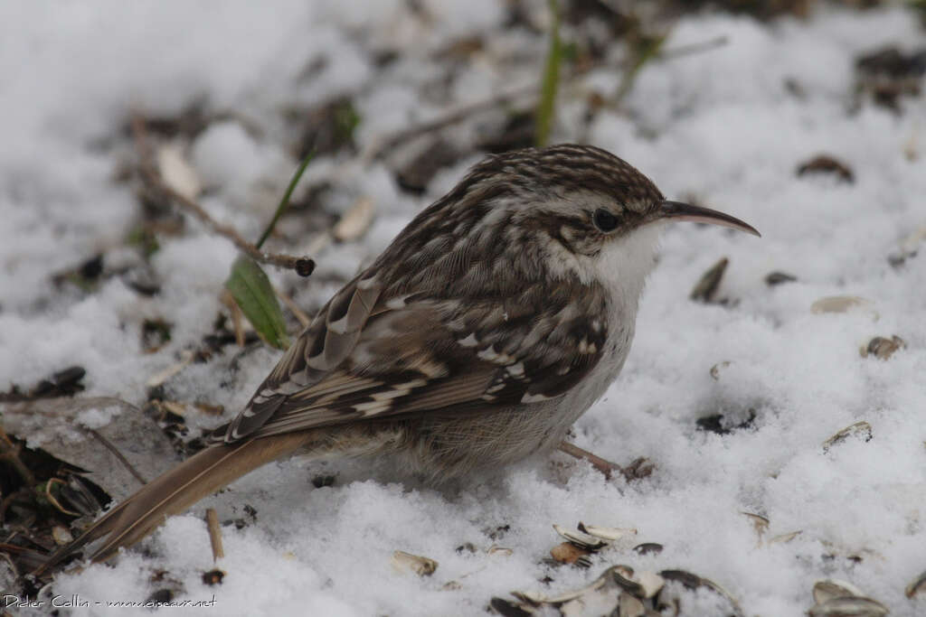 Short-toed Treecreeperadult, identification