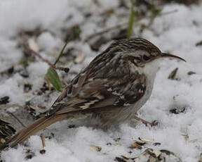 Short-toed Treecreeper